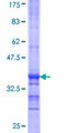 FASTK / FAST Protein - 12.5% SDS-PAGE Stained with Coomassie Blue.
