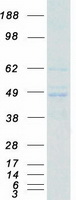 FASTK / FAST Protein - Purified recombinant protein FASTK was analyzed by SDS-PAGE gel and Coomassie Blue Staining