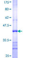 FASTKD1 Protein - 12.5% SDS-PAGE Stained with Coomassie Blue.