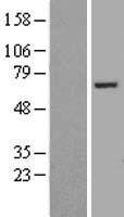 FASTKD2 Protein - Western validation with an anti-DDK antibody * L: Control HEK293 lysate R: Over-expression lysate