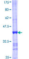FASTKD2 Protein - 12.5% SDS-PAGE Stained with Coomassie Blue.