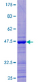 FAT10 / UBD Protein - 12.5% SDS-PAGE of human UBD stained with Coomassie Blue