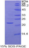 FAT10 / UBD Protein - Recombinant Ubiquitin D By SDS-PAGE