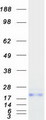 FAT10 / UBD Protein - Purified recombinant protein UBD was analyzed by SDS-PAGE gel and Coomassie Blue Staining