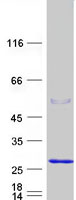FATE1 Protein - Purified recombinant protein FATE1 was analyzed by SDS-PAGE gel and Coomassie Blue Staining