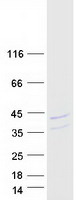 FBL / FIB / Fibrillarin Protein - Purified recombinant protein FBL was analyzed by SDS-PAGE gel and Coomassie Blue Staining