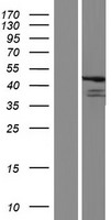 FBL8 / FBXL8 Protein - Western validation with an anti-DDK antibody * L: Control HEK293 lysate R: Over-expression lysate