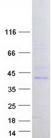 FBL8 / FBXL8 Protein - Purified recombinant protein FBXL8 was analyzed by SDS-PAGE gel and Coomassie Blue Staining