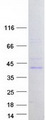 FBL8 / FBXL8 Protein - Purified recombinant protein FBXL8 was analyzed by SDS-PAGE gel and Coomassie Blue Staining