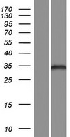 FBLIM1 / Migfilin Protein - Western validation with an anti-DDK antibody * L: Control HEK293 lysate R: Over-expression lysate