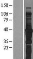 FBLIM1 / Migfilin Protein - Western validation with an anti-DDK antibody * L: Control HEK293 lysate R: Over-expression lysate