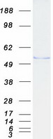 FBLIM1 / Migfilin Protein - Purified recombinant protein FBLIM1 was analyzed by SDS-PAGE gel and Coomassie Blue Staining