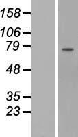 FBLN1 / Fibulin 1 Protein - Western validation with an anti-DDK antibody * L: Control HEK293 lysate R: Over-expression lysate