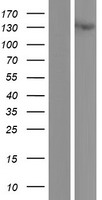 FBLN2 / Fibulin 2 Protein - Western validation with an anti-DDK antibody * L: Control HEK293 lysate R: Over-expression lysate