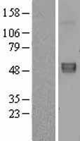 FBLN5 / Fibulin 5 Protein - Western validation with an anti-DDK antibody * L: Control HEK293 lysate R: Over-expression lysate