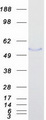 FBLN5 / Fibulin 5 Protein - Purified recombinant protein FBLN5 was analyzed by SDS-PAGE gel and Coomassie Blue Staining