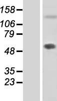 FBLN7 / Fibulin 7 Protein - Western validation with an anti-DDK antibody * L: Control HEK293 lysate R: Over-expression lysate