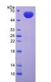 FBN2 / Fibrillin 2 Protein - Recombinant Fibrillin 2 By SDS-PAGE