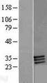 FBP / FOLR2 Protein - Western validation with an anti-DDK antibody * L: Control HEK293 lysate R: Over-expression lysate