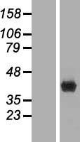 FBP1 Protein - Western validation with an anti-DDK antibody * L: Control HEK293 lysate R: Over-expression lysate