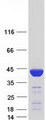 FBP1 Protein - Purified recombinant protein FBP1 was analyzed by SDS-PAGE gel and Coomassie Blue Staining