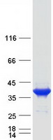 FBP2 Protein - Purified recombinant protein FBP2 was analyzed by SDS-PAGE gel and Coomassie Blue Staining