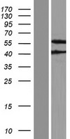 FBX09 / FBXO9 Protein - Western validation with an anti-DDK antibody * L: Control HEK293 lysate R: Over-expression lysate