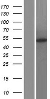 FBX09 / FBXO9 Protein - Western validation with an anti-DDK antibody * L: Control HEK293 lysate R: Over-expression lysate