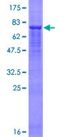 FBX09 / FBXO9 Protein - 12.5% SDS-PAGE of human FBXO9 stained with Coomassie Blue