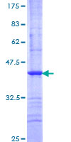 FBX09 / FBXO9 Protein - 12.5% SDS-PAGE Stained with Coomassie Blue.