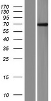 FBX33 / FBXO33 Protein - Western validation with an anti-DDK antibody * L: Control HEK293 lysate R: Over-expression lysate