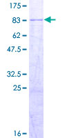 FBX33 / FBXO33 Protein - 12.5% SDS-PAGE of human FBXO33 stained with Coomassie Blue