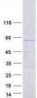 FBX33 / FBXO33 Protein - Purified recombinant protein FBXO33 was analyzed by SDS-PAGE gel and Coomassie Blue Staining