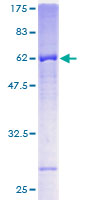FBXL12 Protein - 12.5% SDS-PAGE of human FBXL12 stained with Coomassie Blue