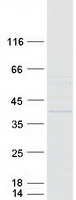 FBXL12 Protein - Purified recombinant protein FBXL12 was analyzed by SDS-PAGE gel and Coomassie Blue Staining
