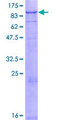 FBXL13 Protein - 12.5% SDS-PAGE of human FBXL13 stained with Coomassie Blue