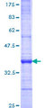 FBXL13 Protein - 12.5% SDS-PAGE Stained with Coomassie Blue.