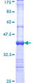 FBXL17 Protein - 12.5% SDS-PAGE Stained with Coomassie Blue.