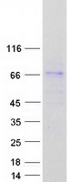 FBXL18 Protein - Purified recombinant protein FBXL18 was analyzed by SDS-PAGE gel and Coomassie Blue Staining
