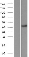 FBXL2 Protein - Western validation with an anti-DDK antibody * L: Control HEK293 lysate R: Over-expression lysate