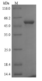 FBXL2 Protein - (Tris-Glycine gel) Discontinuous SDS-PAGE (reduced) with 5% enrichment gel and 15% separation gel.