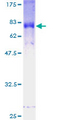 FBXL2 Protein - 12.5% SDS-PAGE of human FBXL2 stained with Coomassie Blue