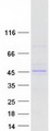 FBXL2 Protein - Purified recombinant protein FBXL2 was analyzed by SDS-PAGE gel and Coomassie Blue Staining