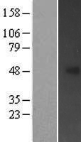 FBXL20 Protein - Western validation with an anti-DDK antibody * L: Control HEK293 lysate R: Over-expression lysate