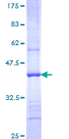 FBXL21 Protein - 12.5% SDS-PAGE Stained with Coomassie Blue.