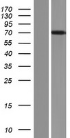 FBXL4 / FBL5 Protein - Western validation with an anti-DDK antibody * L: Control HEK293 lysate R: Over-expression lysate