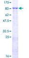 FBXL4 / FBL5 Protein - 12.5% SDS-PAGE of human FBXL4 stained with Coomassie Blue