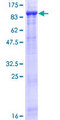 FBXL5 / FBL5 Protein - 12.5% SDS-PAGE of human FBXL5 stained with Coomassie Blue