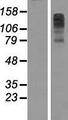 FBXL7 Protein - Western validation with an anti-DDK antibody * L: Control HEK293 lysate R: Over-expression lysate
