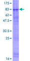 FBXL7 Protein - 12.5% SDS-PAGE of human FBXL7 stained with Coomassie Blue